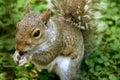 Grey squirrel eating nut Royalty Free Stock Photo