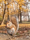 Grey squirrel eating nut Royalty Free Stock Photo