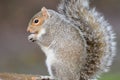 Grey squirrel eating a nut Royalty Free Stock Photo