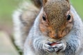 Grey squirrel eating a nut Royalty Free Stock Photo