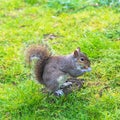 Grey squirrel eating nut in Green Park London UK Royalty Free Stock Photo