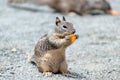 Grey squirrel eating nut Royalty Free Stock Photo