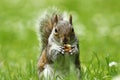 Grey squirrel eating nut on lawn Royalty Free Stock Photo