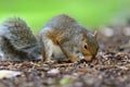 Grey squirrel eating a nut off of the ground Royalty Free Stock Photo