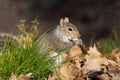 Grey squirrel eating nut Royalty Free Stock Photo