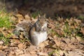 Grey squirrel eating nut Royalty Free Stock Photo