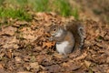 Grey squirrel eating nut Royalty Free Stock Photo