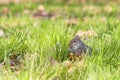 Grey squirrel eating nut Royalty Free Stock Photo