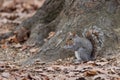 Grey squirrel eating nut Royalty Free Stock Photo