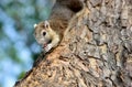 The grey squirrel eating nut Royalty Free Stock Photo