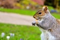 Grey Squirrel eating nut in a park Royalty Free Stock Photo