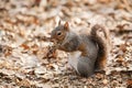 Grey squirrel eating nut Royalty Free Stock Photo