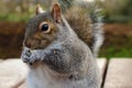 Grey squirrel eating a nut Royalty Free Stock Photo