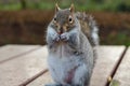 Grey squirrel eating a nut Royalty Free Stock Photo