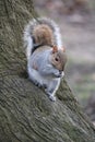 Grey squirrel eating nut on tree bark Royalty Free Stock Photo