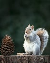 Grey Squirrel eating nut on a tree stump with a large pine cone beside it Royalty Free Stock Photo