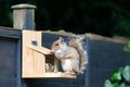 Grey squirrel eating nuts and seeds on a squirrel feeder in a garden Royalty Free Stock Photo