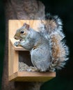 Grey squirrel eating nuts and seeds on a squirrel feeder Royalty Free Stock Photo