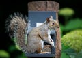 Grey squirrel eating nuts and seeds on a squirrel feeder Royalty Free Stock Photo