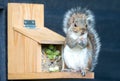 Grey squirrel eating nuts and seeds on a squirrel feeder Royalty Free Stock Photo