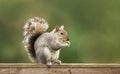 Grey squirrel eating nuts on a wooden fence Royalty Free Stock Photo