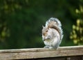 Grey squirrel eating nuts on a wooden fence Royalty Free Stock Photo