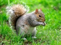 Grey squirrel eating park portrait Royalty Free Stock Photo