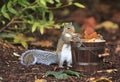 Grey Squirrel Eating Peanut From Wood Bucket