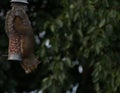 Grey squirrel eating peanuts on a bird feeder Royalty Free Stock Photo