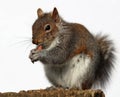 Grey Squirrel eating peanuts Royalty Free Stock Photo