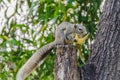 Grey Squirrel eating piece of fruit on the tree Royalty Free Stock Photo
