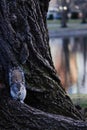 Grey squirrel eating pistachio at the trunk of a tree . Royalty Free Stock Photo