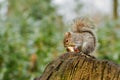 Grey squirrel eating a red apple with bushy tail Royalty Free Stock Photo