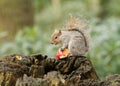 Grey squirrel eating a red apple with bushy tail Royalty Free Stock Photo