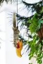 Grey squirrel eating ripen papaya