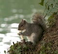 Grey squirrel eating by a river Royalty Free Stock Photo