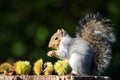 Grey squirrel eating sweet chestnut fruit in autumn Royalty Free Stock Photo