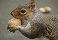 Grey squirrel eating walnut Royalty Free Stock Photo