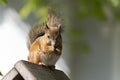 Grey Squirrel on the feeder. Cute furry squirrel eating a nut