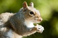 Grey squirrel feeding