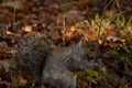 Grey Squirrel feeding in the woods Royalty Free Stock Photo