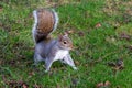 Grey squirrel foraging in the autumn leaves Royalty Free Stock Photo