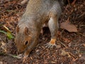 Grey Squirrel Foraging for Food on Woodland Floor Royalty Free Stock Photo