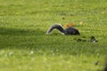 Grey Squirrel in a grass field with autumn leaves Royalty Free Stock Photo