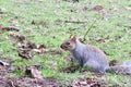 Grey squirrel on grass watching camera Royalty Free Stock Photo