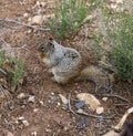 Grey Squirrel Royalty Free Stock Photo