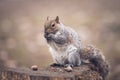 Grey squirrel Royalty Free Stock Photo