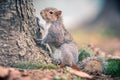 Grey squirrel Royalty Free Stock Photo
