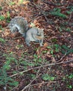 Grey squirrel on ground Royalty Free Stock Photo