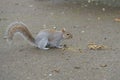 Grey Squirrel on the ground facing right Royalty Free Stock Photo